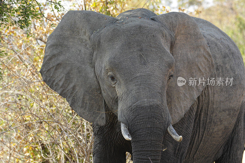 近距离观察非洲象Loxodonta africana津巴布韦万吉的头部